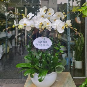 Hoa Lan Hồ Điệp – LHĐ12