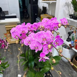Hoa Lan Hồ Điệp – LHĐ17