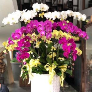 Hoa Lan Hồ Điệp - LHĐ3