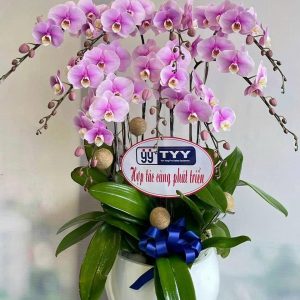 Hoa Lan Hồ Điệp - LHĐ7