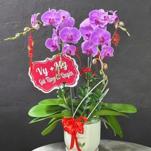 Hoa Lan Hồ Điệp – LHĐ27