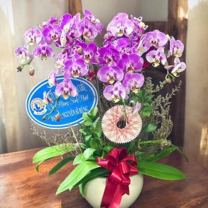 Hoa Lan Hồ Điệp – LHĐ30