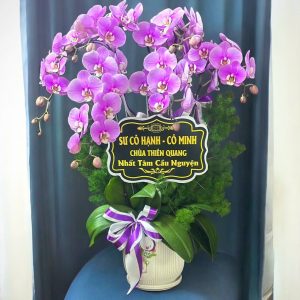 Hoa Lan Hồ Điệp – LHĐ31