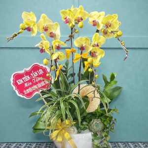 Hoa Lan Hồ Điệp – LHĐ33