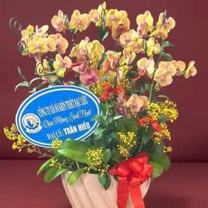 Hoa Lan Hồ Điệp – LHĐ36