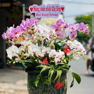 Hoa Lan Hồ Điệp – LHĐ25