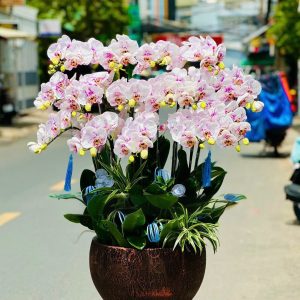 Hoa Lan Hồ Điệp – LHĐ24