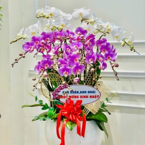 Hoa Lan Hồ Điệp – LHĐ22