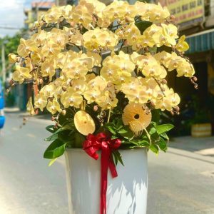 Hoa Lan Hồ Điệp – LHĐ21