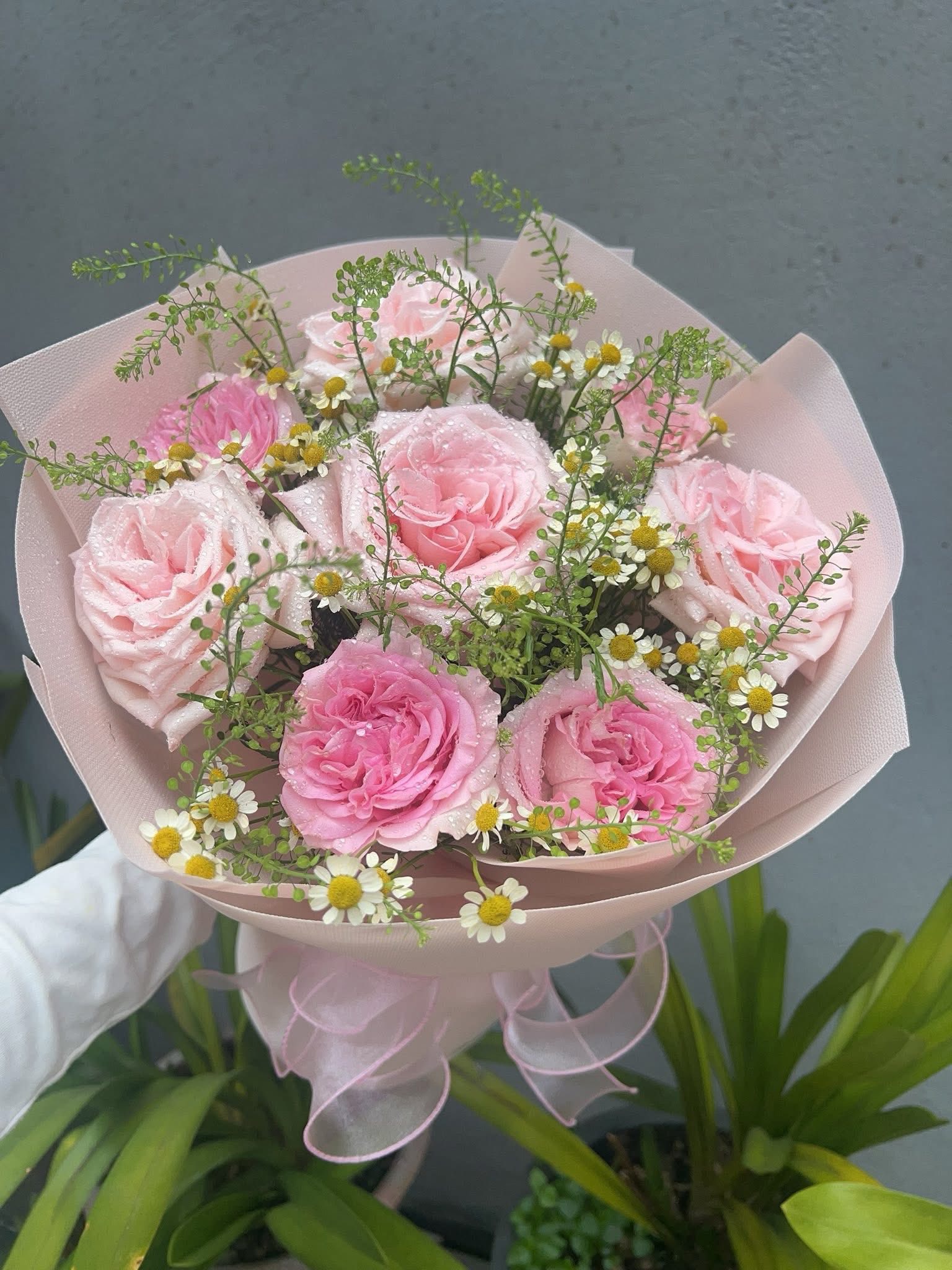 Bó Hoa Hồng Phấn Cao Cấp Phối Cúc Tana – CM144