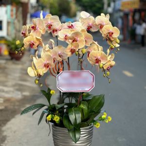 Hoa Lan Hồ Điệp – LHĐ1
