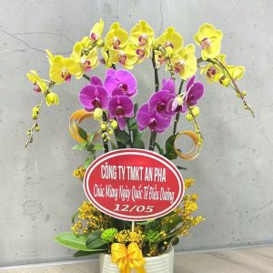 Hoa Lan Hồ Điệp – LHĐ37